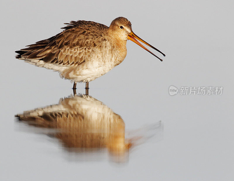 黑尾白鲸(Limosa Limosa)的叫声